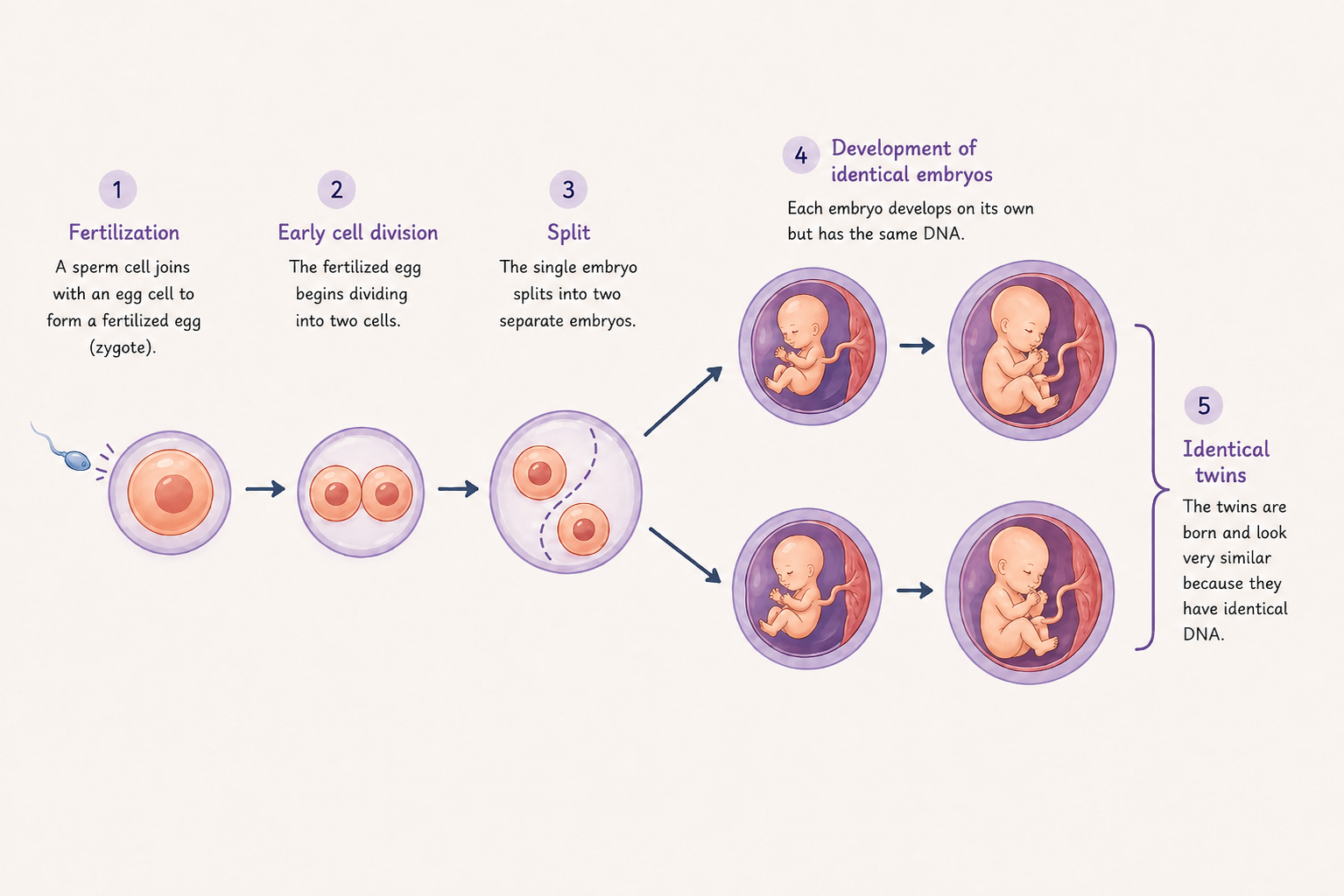 How identical twins are formed